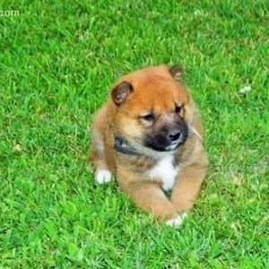 Meet your Posher, Grace